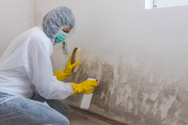 Office Mold Removal Services in Adamsville, AL
