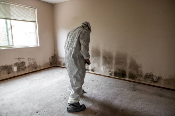 Best Crawl Space Mold Removal  in Adamsville, AL