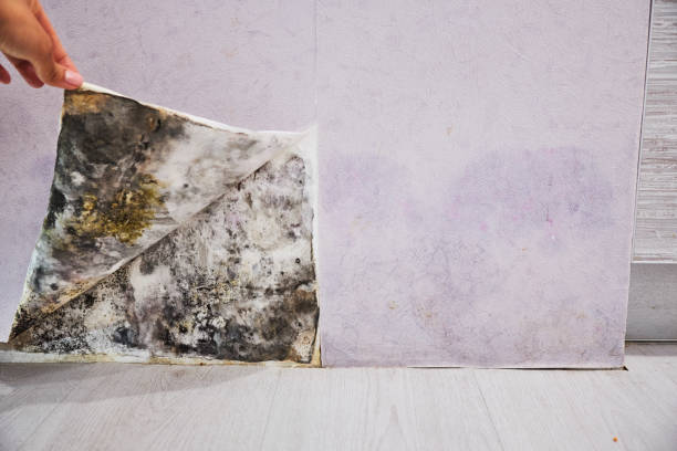 Best Commercial Mold Removal  in Adamsville, AL